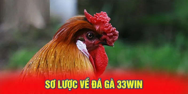 Giới thiệu tin chung về sảnh cược đá gà 33WIN